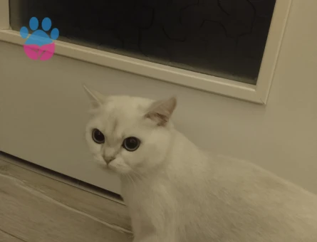 Kızımıza eş arıyoruz