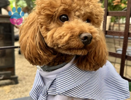 4 kg ERKEK TOY POODLE Kızgınlıkta