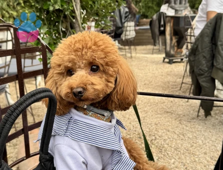 4 kg ERKEK TOY POODLE Kızgınlıkta