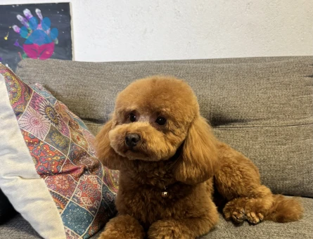 4 kg ERKEK TOY POODLE Kızgınlıkta