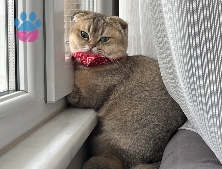 Şecereli Scottishn Fold Aslan Oğluma Eş Arıyoruz