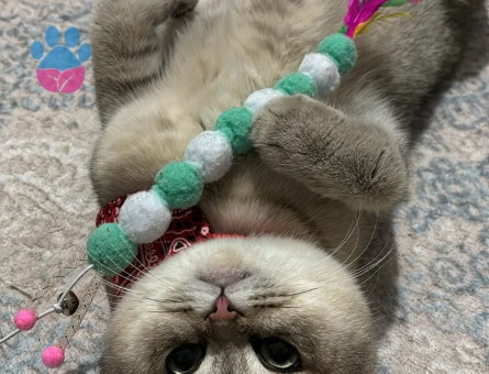 Şecereli Scottishn Fold Aslan Oğluma Eş Arıyoruz
