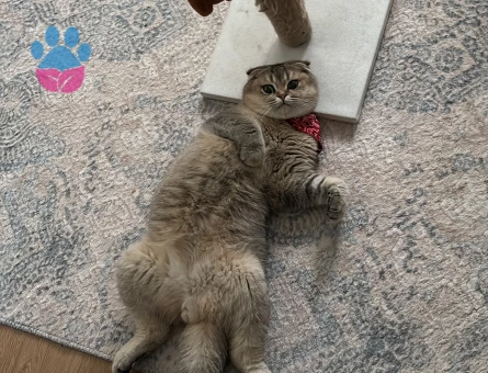 Şecereli Scottishn Fold Aslan Oğluma Eş Arıyoruz