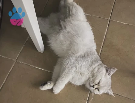 British Shorthair Alizede için erkek kedi