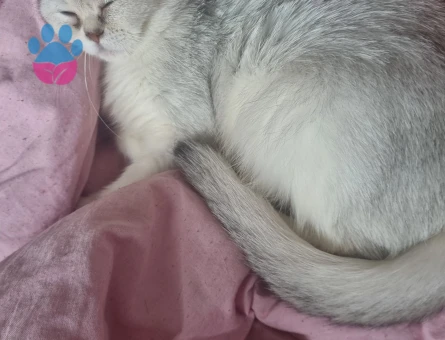 British Shorthair Alizede için erkek kedi