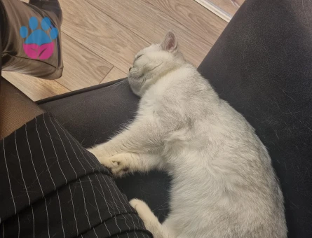 British Shorthair Alizede için erkek kedi