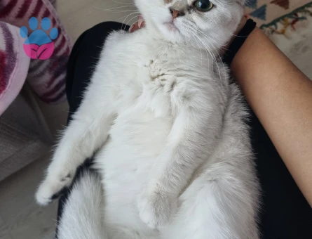 British Shorthair Alizede için erkek kedi