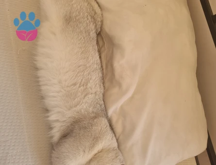 British Shorthair Alizede için erkek kedi