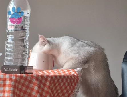 British Shorthair Alizede için erkek kedi