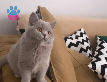 British Shorthair 1 Yaşında Eş Arıyor