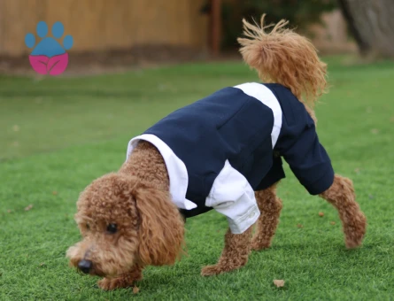 Toy Poddle Oğluma Eş Arıyoruz.