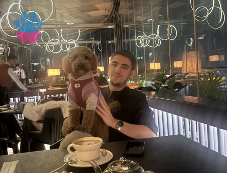 Toy Poddle Oğluma Eş Arıyoruz.