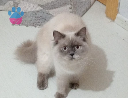 Hanım kızımıza eş arıyorum