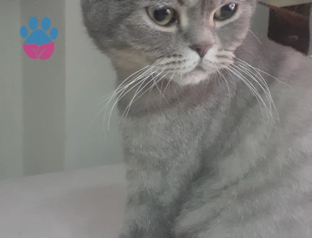 Gölge'mize damat arıyoruz