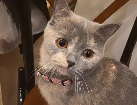 British Shorthair Kızımıza  eş arıyoruz - 118984082