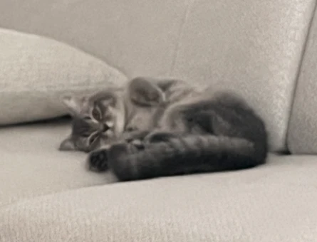9 Aylık British Shorthair Dişi Kedim Eş Arıyor - 118984083