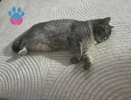 9 Aylık British Shorthair Dişi Kedim Eş Arıyor