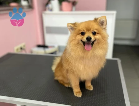 Poomeranian Boo 1 Yaşında Oğlum Eş Arıyorum