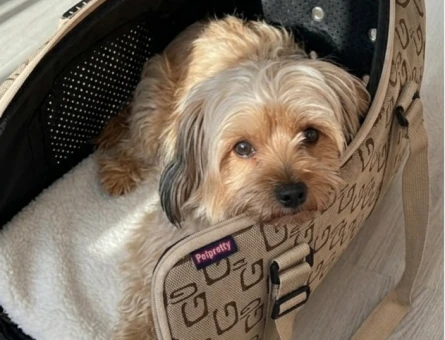 Maltese Terrier 1 Yaşında Dişi Kızgınlıkta - 118984087