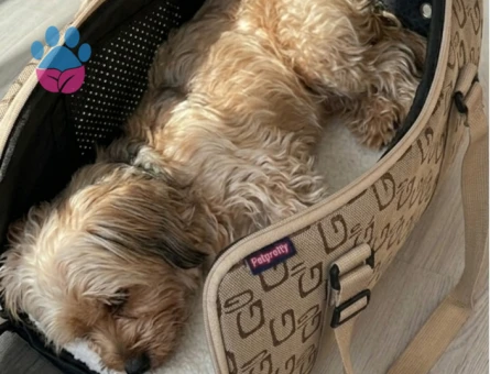 Maltese Terrier 1 Yaşında Dişi Kızgınlıkta