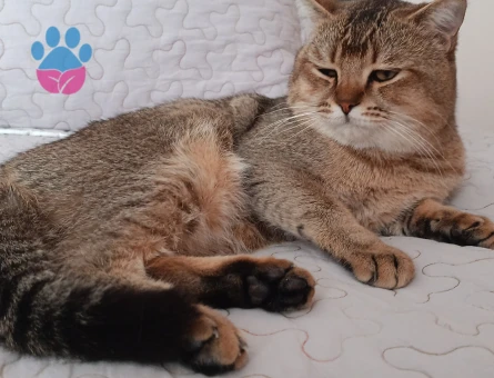 Britiah Shorthair Erkek 2 yaşında eş arıyoruz