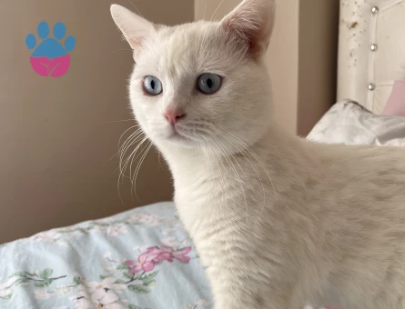 British oğluma eş arıyoruz