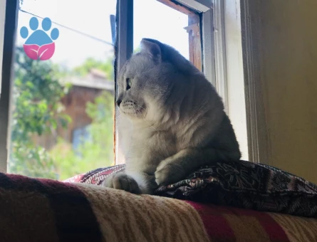 Hünkara dişi eş arıyorum