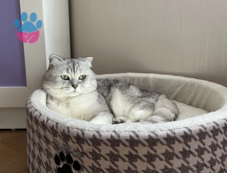 Hünkara dişi eş arıyorum