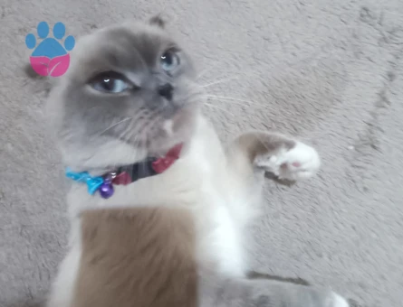 Dişi Scottish Fold Kedimize Eş Arıyoruz