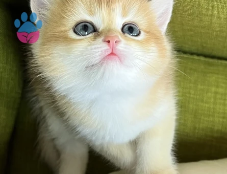 British Shorthair 2 Aylık Kedim Yuva Arıyor