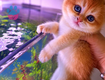 British Shorthair 2 Aylık Kedim Yuva Arıyor