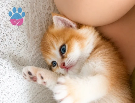 British Shorthair 2 Aylık Kedim Yuva Arıyor