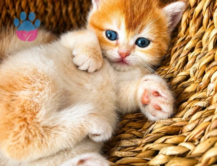 British Shorthair 2 Aylık Kedim Yuva Arıyor