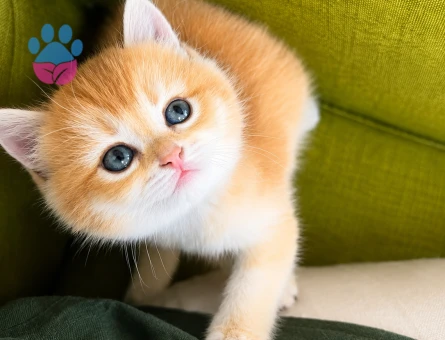 British Shorthair 2 Aylık Kedim Yuva Arıyor