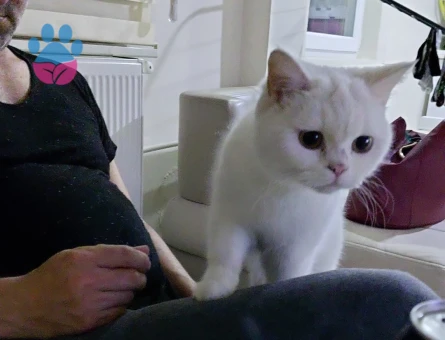 British Shorthair 1 Yaşında Kedime Yakışıklı Damat Arıyorum
