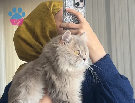 1 Yaşında British Longhair Oğluma eş arıyorum