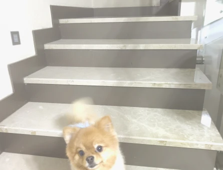 Pomerian Boo 2 Yaşında Köpeğime Eş Arıyorum - 118984400