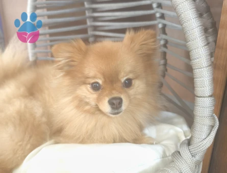 Pomerian Boo 2 Yaşında Köpeğime Eş Arıyorum