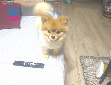 Pomerian Boo 2 Yaşında Köpeğime Eş Arıyorum