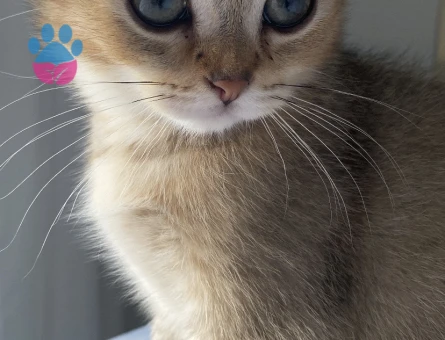 Scottish Fold Oğlumuza Acil Eş Arıyoruz