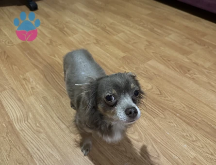 Hollanda vatandaşı Chihuahua