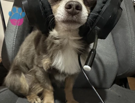 Hollanda vatandaşı Chihuahua