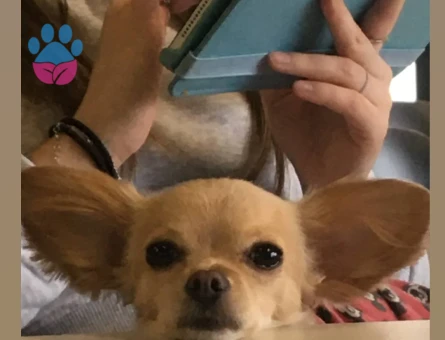 4 Yaşında Erkek Chihuahua Çiftleşme İçin Uygun