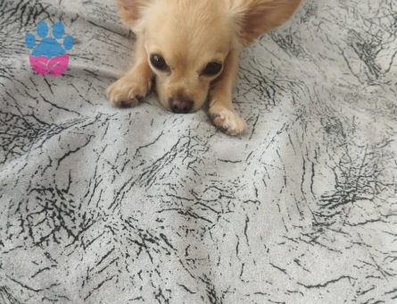 4 Yaşında Erkek Chihuahua Çiftleşme İçin Uygun