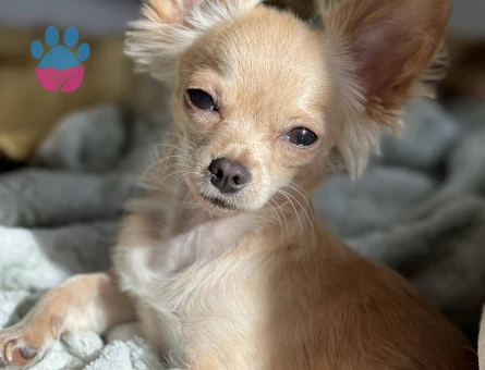 4 Yaşında Erkek Chihuahua Çiftleşme İçin Uygun