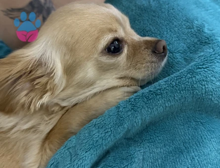 4 Yaşında Erkek Chihuahua Çiftleşme İçin Uygun