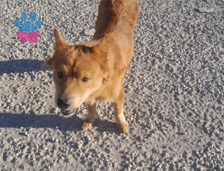Kızımıza çin aslanı veya kurt cinsi köpek arıyoruz