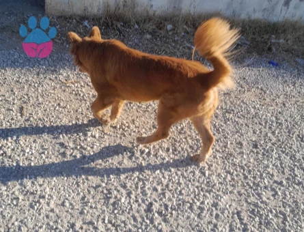 Kızımıza çin aslanı veya kurt cinsi köpek arıyoruz