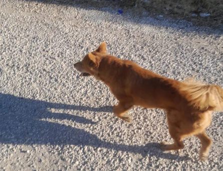 Kızımıza çin aslanı veya kurt cinsi köpek arıyoruz - 118984705