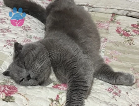 Scottish Fold 1 Yaşında Eş Arıyor